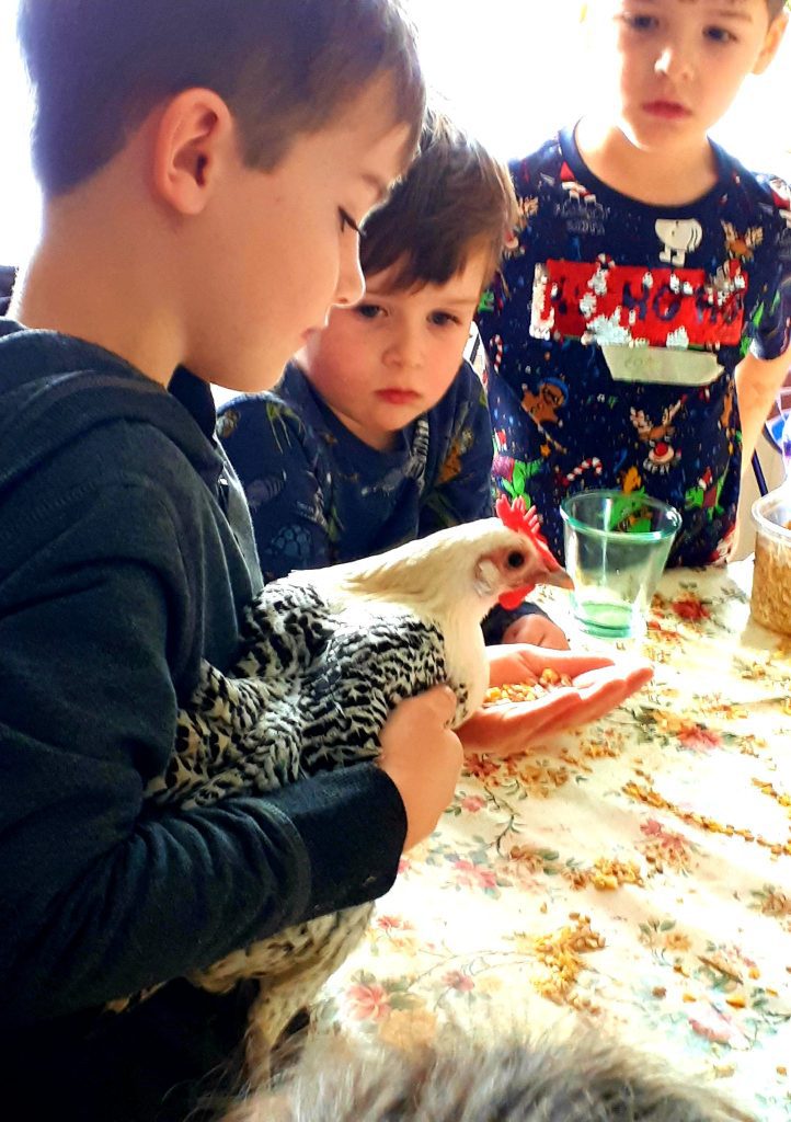 kids feeding chicken